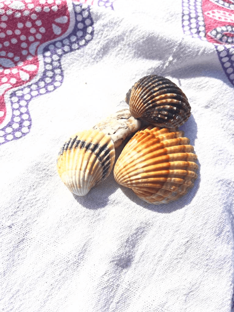 Muscheln auf Tuch am Strand – Symbol für Weiblichkeit und Sommerrituale