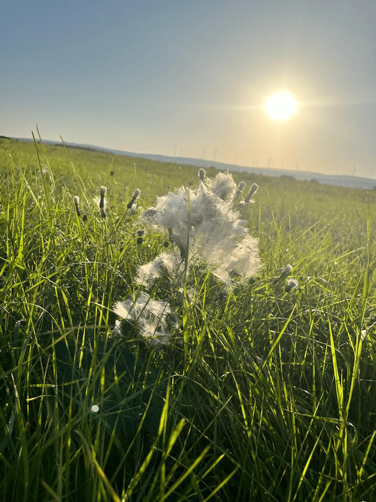 Wiese mit Pusteblume im Sonnenlicht – Symbol für Loslassen und Neubeginn