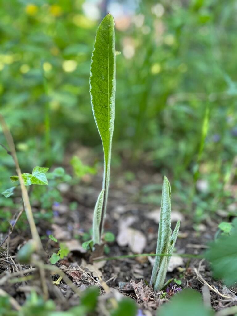 Alant-Wurzel im Garten – Symbol für Loslassen und Neubeginn