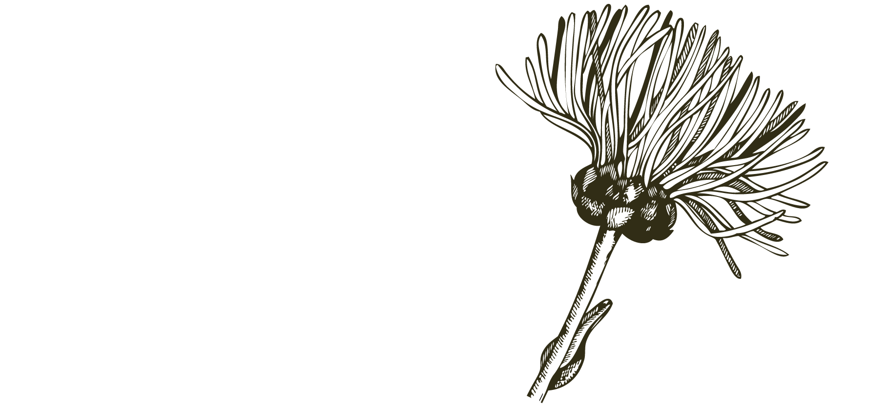 Alant - Natur erleben Logo Negativ