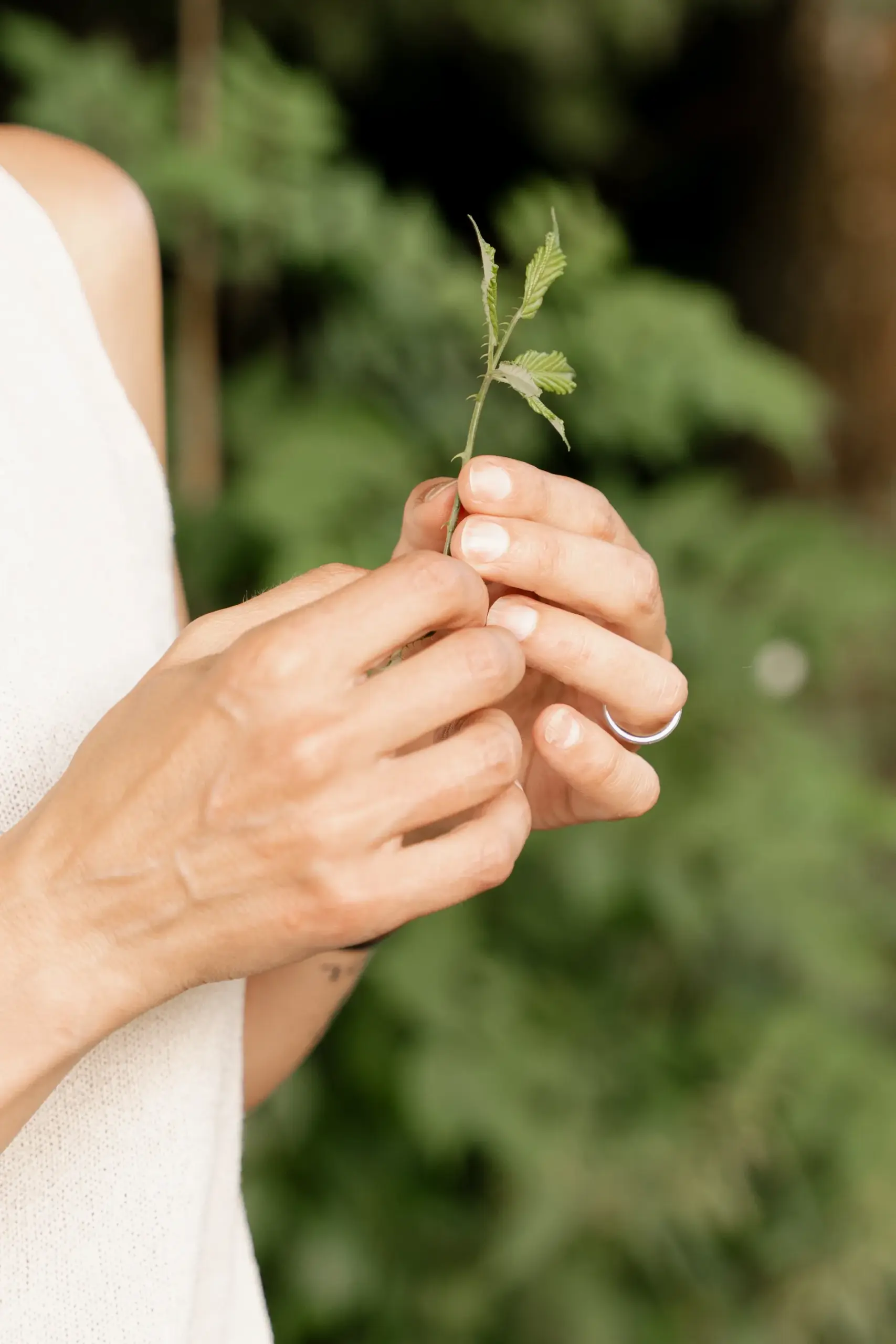 Kräuterwanderung Kräuterwanderung